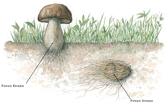 cosa-e-il-tartufo