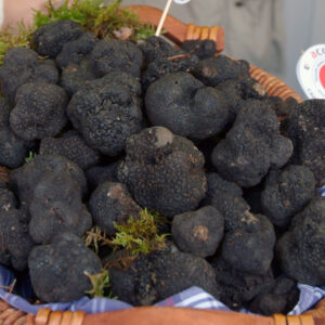 Tartufo nero Uncinato (Tuber Uncinatum vitt) - immagine 1