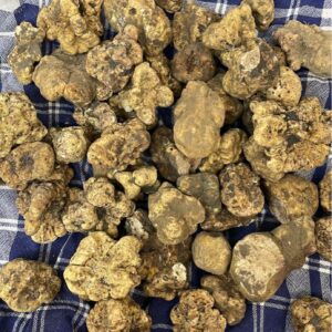 Tartufo bianco pregiato (Tuber magnatum pico) - immagine 1