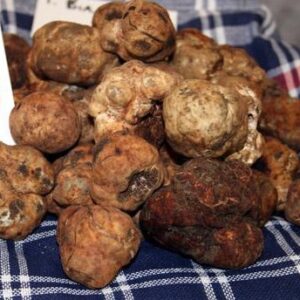 Tartufo bianchetto (Tuber Albidum pico o Borchii vitt) - immagine 1